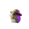 37 (1) Hamster
